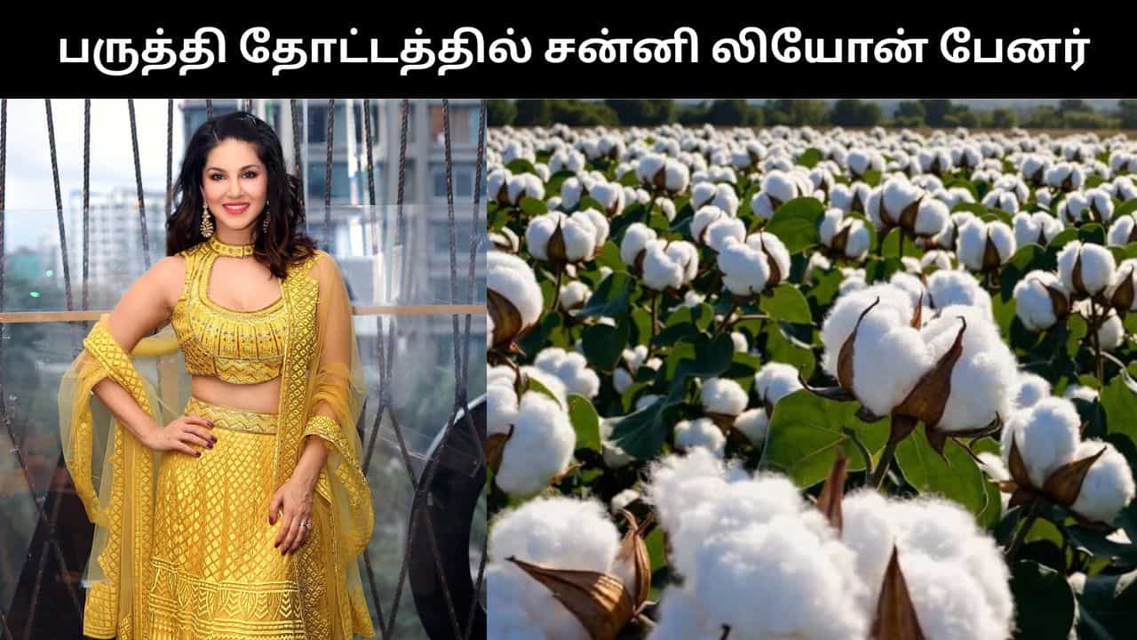 பருத்தி தோட்டத்தில் சன்னி லியோன் பேனர் வைத்த விவசாயி.. வியக்க வைக்கும் காரணம்!