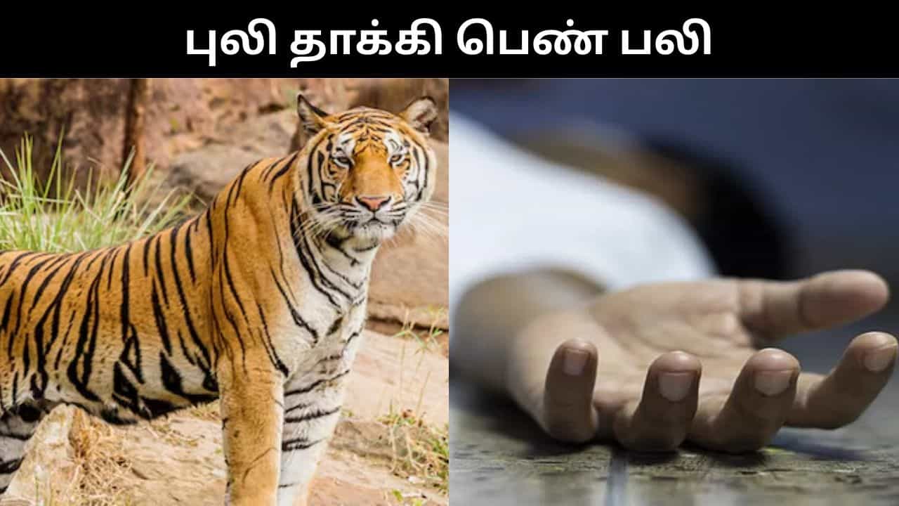 பருத்தி தோட்டத்திற்கு வேலைக்கு சென்ற பெண்.. புலி தாக்கி பரிதாப பலி!