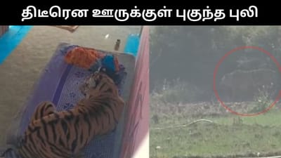 திடீரென ஊருக்குள் புகுந்த புலி - அலறி அடித்துக்கொண்டு ஓடிய மக்கள்