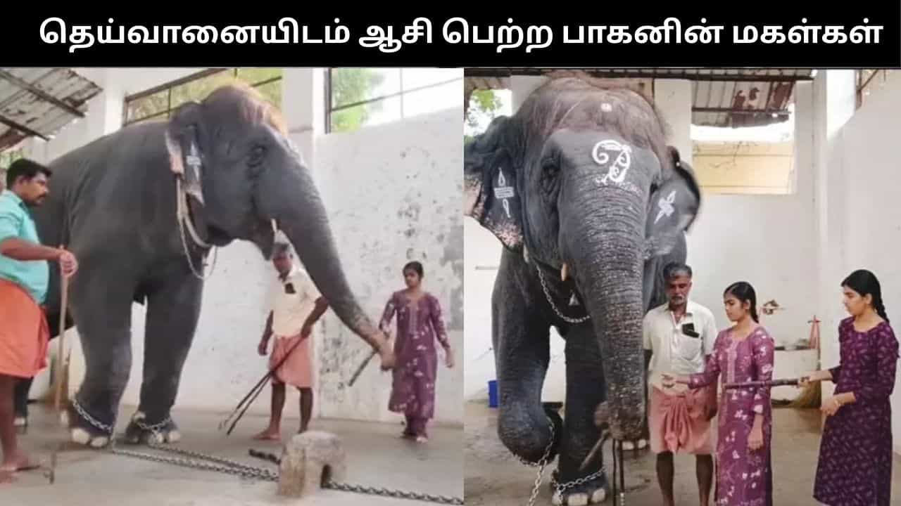 தந்தையின் உயிரை பறித்த யானை தெய்வானை.. பாகனின் மகள்கள் செய்த நெகிழ்ச்சி செயல்!! தந்தையின் உயிரை பறித்த யானை தெய்வானை.. பாகனின் மகள்கள் செய்த நெகிழ்ச்சி செயல்!!