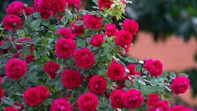 ரோஜா செடியை வீட்டில் வளர்க்கலாமா? வாஸ்து சொல்வது என்ன?...