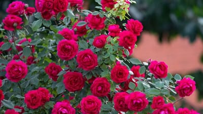 ரோஜா செடியை வீட்டில் வளர்க்கலாமா? வாஸ்து சொல்வது என்ன?