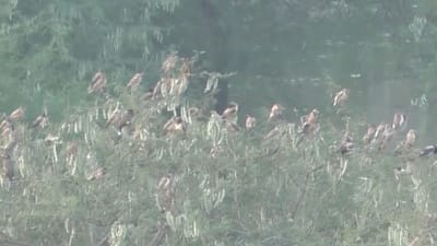 தூத்துக்குடியில் கூட்டம் கூட்டமாக முகாமிட்டுள்ள நீர் பறவைகள்!