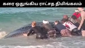 கேரளாவில் கரை ஒதுங்கிய திமிங்கலம்.. பொதுமக்கள் உதவியுடன் மீண்டும் கடலில் விடப்பட்டது! கேரளாவில் கரை ஒதுங்கிய திமிங்கலம்.. பொதுமக்கள் உதவியுடன் மீண்டும் கடலில் விடப்பட்டது!