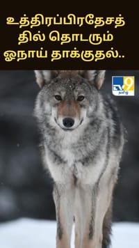 உத்திரப்பிரதேசத்தில் தொடரும் ஓநாய் தாக்குதல்.. பீதியில் பொதுமக்கள்.....