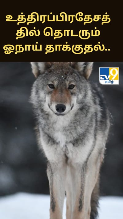 உத்திரப்பிரதேசத்தில் தொடரும் ஓநாய் தாக்குதல்.. பீதியில் பொதுமக்கள்..