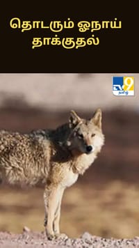 உத்திரப்பிரதேசத்தில் தொடரும் ஓநாய் தாக்குதல்.. பீதியில் பொதுமக்கள்.....