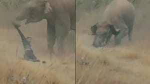 காட்டு யானைகளுடன் செல்பி…ஆக்ரோஷமான யானை…இளைஞருக்கு நேர்ந்த கதி!