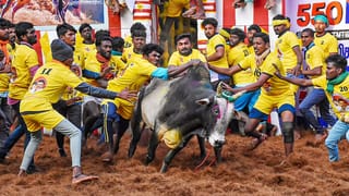 2026-இன் முதல் ஜல்லிக்கட்டு போட்டி…காளைகளுடன் மல்லுகட்டிய காளையர்கள்!