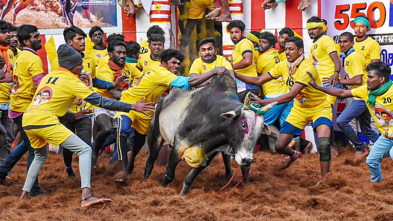 2026-இன் முதல் ஜல்லிக்கட்டு போட்டி...காளைகளுடன் மல்லுகட்டிய காளையர்கள்!