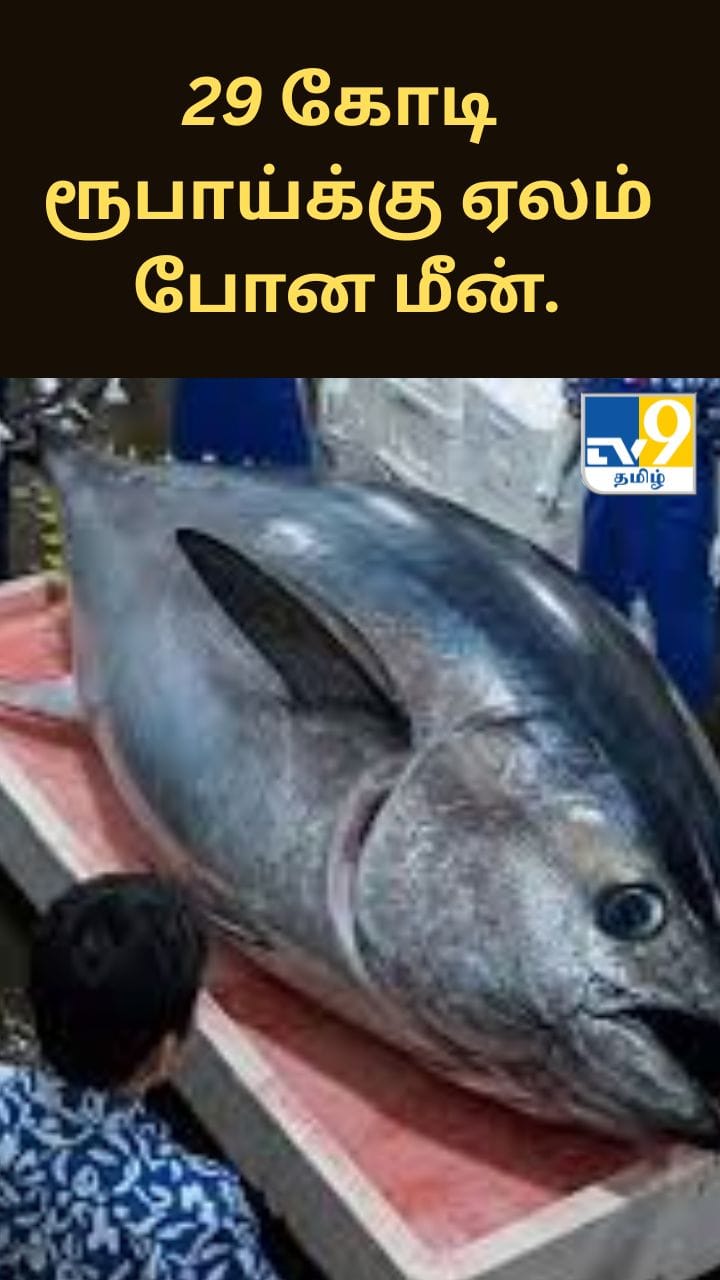 29 கோடி ரூபாய்க்கு ஏலம் போன மீன்.. ஜப்பானின் நடந்த சுவாரஸ்ய சம்பவம்..