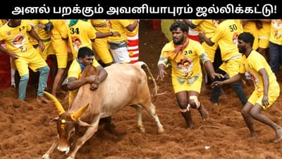 அவனியாபுரத்தில் அனல்பறக்கும் ஜல்லிகட்டு.. முன்னிலை நிலவரம்!