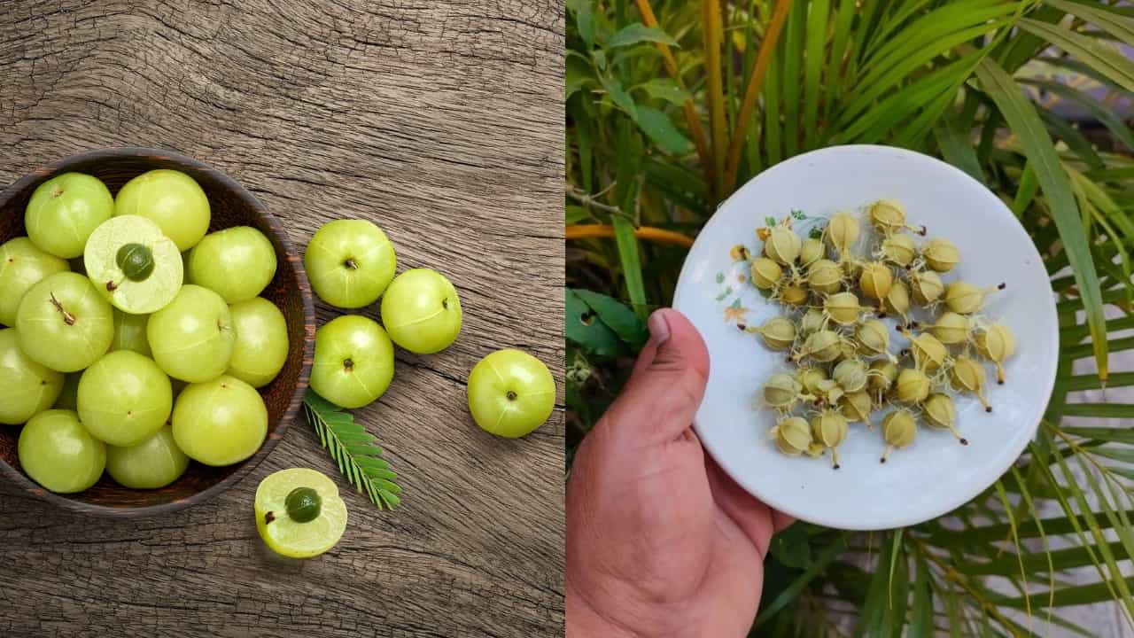 Health Tips: தோல் முதல் முடி வரை! நெல்லிக்காய் மட்டுமல்ல.. விதைகளும் ஒரு பொக்கிஷம்!