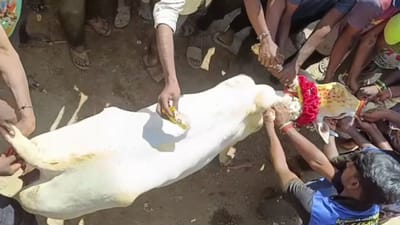 திருப்பத்தூர் அருகே காளைவிடும் விழா.. ஆர்வத்துடன் கண்ட மக்கள்!