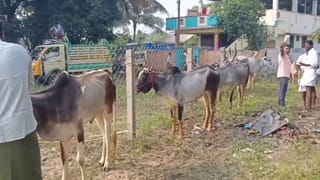 காணும் பொங்கல் கொண்டாட்டம்.. மயிலாடுதுறையில் கோலாகலமாக நடைபெற்ற ரேக்ளா பந்தயம்!