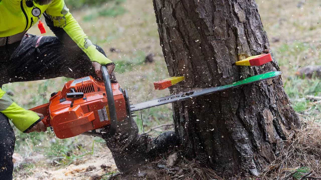 சென்னையில் இனி மரங்களை வெட்டினால் அவ்ளோதான்...மாநகராட்சி போட்ட புது ரூல்ஸ்! சென்னையில் இனி மரங்களை வெட்டினால் அவ்ளோதான்...மாநகராட்சி போட்ட புது ரூல்ஸ்!