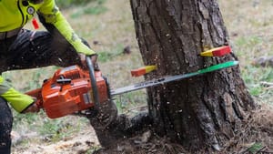 சென்னையில் இனி மரங்களை வெட்டினால் அவ்ளோதான்…மாநகராட்சி போட்ட புது ரூல்ஸ்!