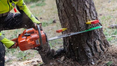 சென்னையில் இனி மரங்களை வெட்டினால் அவ்ளோதான்!