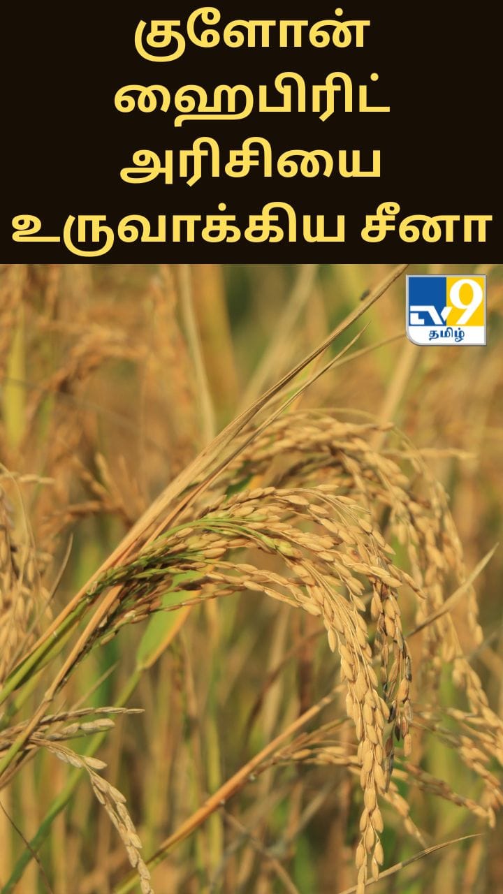 உலகின் முதல் குளோன் ஹைபிரிட் அரிசி வகையை உருவாக்கிய சீனா