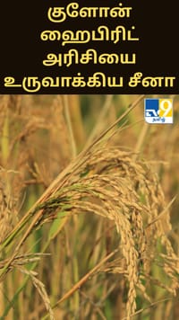 உலகின் முதல் குளோன் ஹைபிரிட் அரிசி வகையை உருவாக்கிய சீனா...