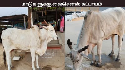 சென்னையில் மாடுகளுக்கு மைக்ரோசிப் கட்டாயம் - சென்னை மாநகராட்சி