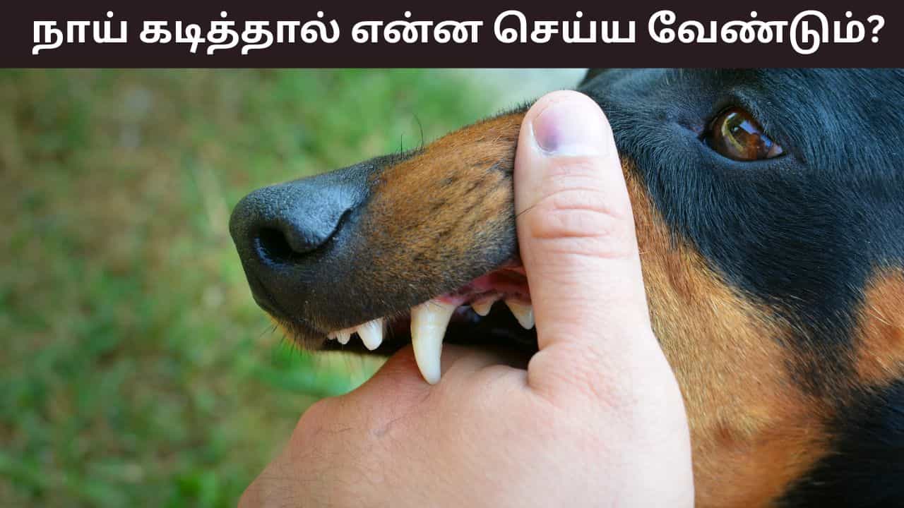 Dog Bite: தமிழ்நாட்டில் அதிகரிக்கும் நாய் கடி.. ரேபிஸ் வராமல் தடுக்க முதலில் என்ன செய்ய வேண்டும்?