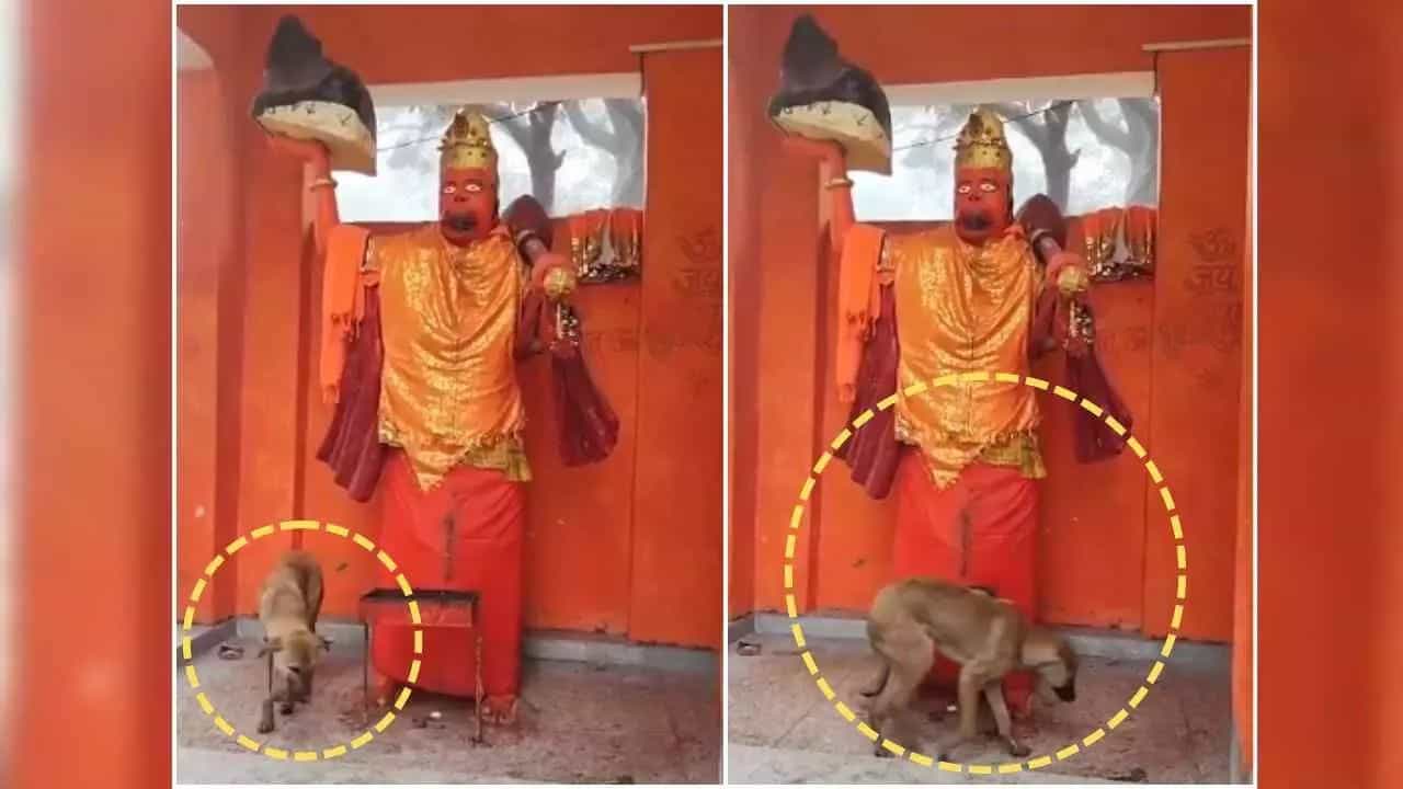 அனுமன் சிலையை 36 மணி நேரம் சுற்றி வந்த நாய்....என்ன காரணம்...வீடியோ வைரல்!