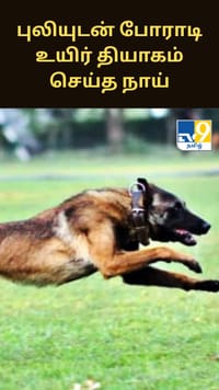 உரிமையாளரை காப்பாற்ற புலியுடன் போராடி உயிர் தியாகம் செய்த நாய்.. நெகிழ்ச்சி சம்பவம்.....