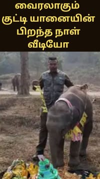 குட்டி யானையின் பிறந்த நாளை கேக் வெட்டிக்கொண்டாடிய நபர் - வைரலாகும் வீடியோ...