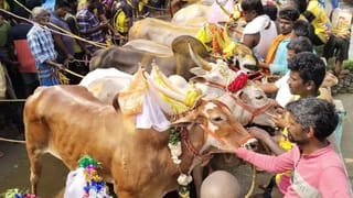 வேலூரில் எருது விடும் போட்டி.. பங்கேற்ற 200க்கு மேற்பட்ட காளைகள்..!