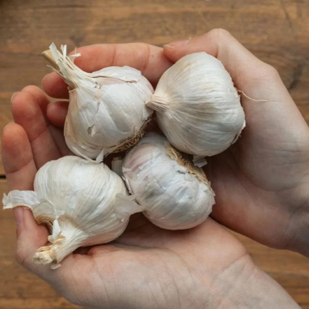 பச்சை பூண்டு கொழுப்பின் அளவைக் குறைக்கவும் உதவுகிறது. இது பெரும்பாலும் "கெட்ட" கொழுப்பு என்று அழைக்கப்படும் LDL கொழுப்பைக் குறைப்பதாகவும், அதே நேரத்தில் HDL கொழுப்பை, அதாவது நல்ல கொழுப்பை அதிகரிக்கச் செய்வதாகவும் அறியப்படுகிறது.