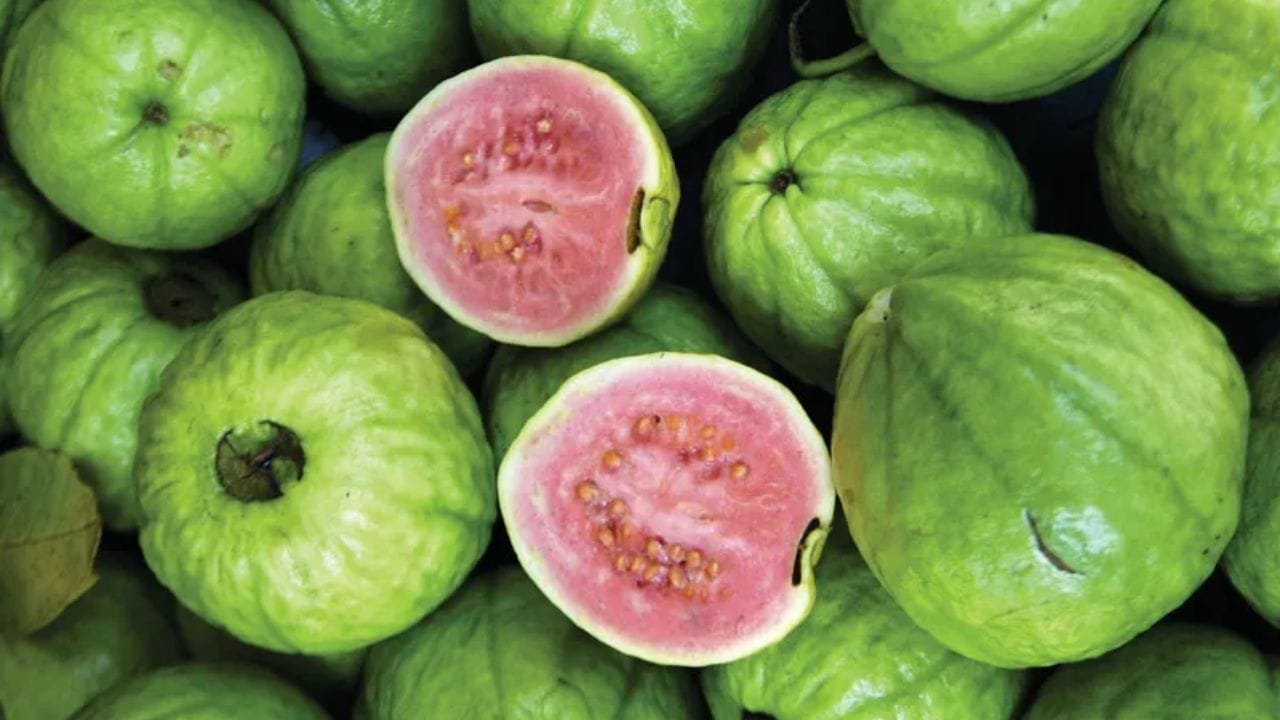 கொய்யாப்பழச் சாற்றில் உள்ள பொட்டாசியம், கால்சியம் மற்றும் மெக்னீசியம் போன்ற தாதுக்கள் நரம்பு, தசை மற்றும் இரத்த ஓட்ட செயல்பாடுகளில் முக்கிய பங்கு வகிக்கின்றன.மேலும், கொய்யாப்பழச் சாற்றில் உள்ள லைகோபீன் மற்றும் பீட்டா-கரோட்டின் போன்ற கரோட்டினாய்டுகள் ஆக்ஸிஜனேற்ற அழுத்தத்தைக் குறைக்கும் திறன் கொண்டவை என்று ஆய்வுகள் குறிப்பிடுகின்றன.