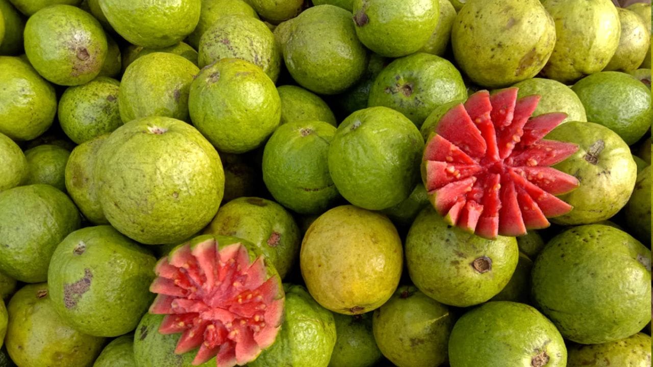 குளிர்காலத்தில் கொய்யாப்பழம் ஏன் சாப்பிட வேண்டும்: கொய்யாப்பழம் மற்றும் அதன் இலைச் சாறு சக்திவாய்ந்த ஆக்ஸிஜனேற்றப் பண்புகளைக் கொண்டுள்ளன. அவை ஃப்ரீ ரேடிக்கல்களைக் கட்டுப்படுத்தும் திறன் கொண்டவை என்று ஆய்வுகள் குறிப்பிடுகின்றன. கொய்யா இலைச் சாறு வயிற்றுப் புண்களைக் கட்டுப்படுத்தும் திறன் கொண்டது, மேலும் இது இரைப்பை அமிலத்தின் செயல்பாட்டைத் தூண்டவும் செய்யும்.