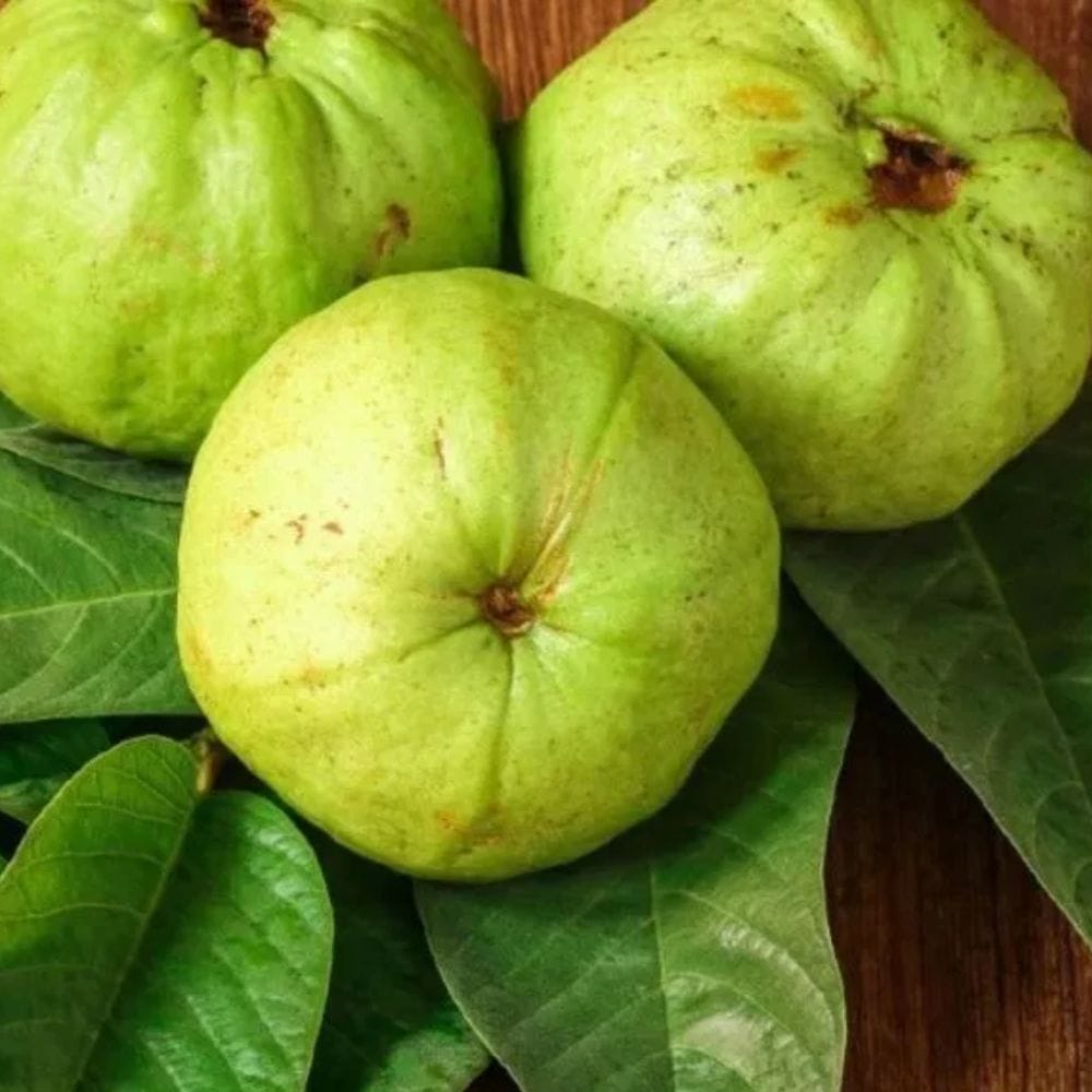 கொய்யாவில் உள்ள வைட்டமின் சி மற்றும் ஆக்ஸிஜனேற்றிகள் சருமத்தில் கொலாஜனை உற்பத்தி செய்ய உதவுகின்றன. இது சருமத்தை உறுதியாகவும் ஆரோக்கியமாகவும் வைத்திருக்க உதவுவதோடு, ஈறுகளின் ஆரோக்கியத்தையும் மேம்படுத்துகிறது.