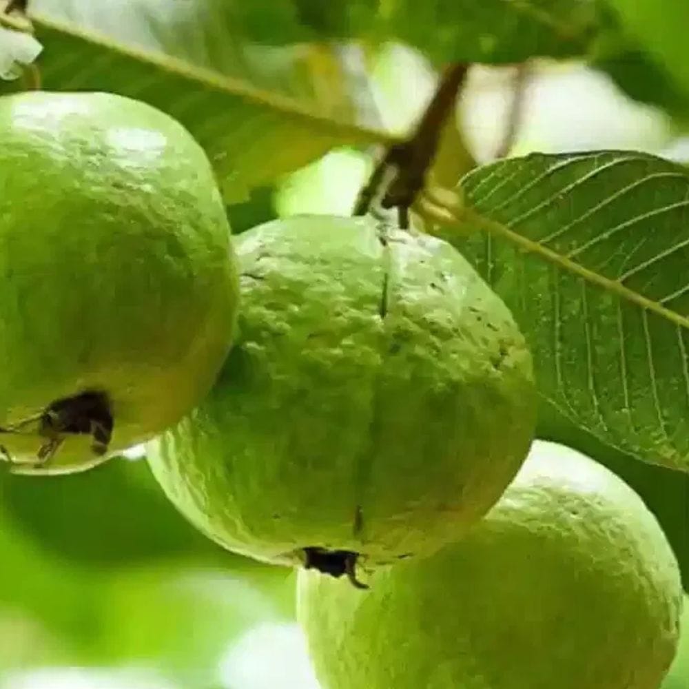 இனிப்புச் சுவை இருக்கும்போதிலும், கொய்யா குறைந்த கிளைசெமிக் குறியீட்டைக் கொண்டுள்ளது. கொய்யா மற்றும் அதன் இலைகளில் உள்ள சேர்மங்கள், குறிப்பாக சாப்பிட்ட பிறகு, இரத்த சர்க்கரையின் விரைவான அதிகரிப்பைத் தடுக்க உதவும் என்று ஆராய்ச்சி கூறுகிறது.