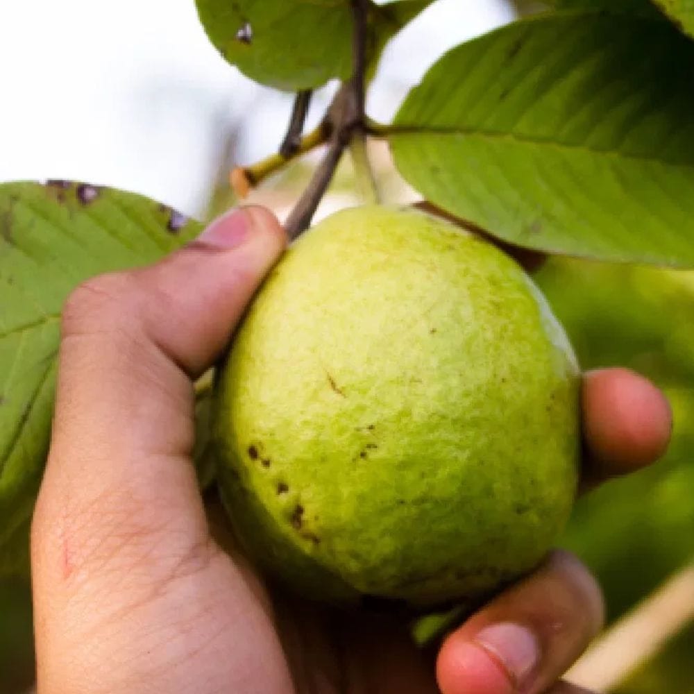 கொய்யாப்பழத்தில் நார்ச்சத்து நிறைந்துள்ளது. இது செரிமானத்திற்கு அவசியம். அவை மலச்சிக்கலைப் போக்க உதவுகின்றன. மேலும், குடலில் உள்ள நல்ல பாக்டீரியாக்களை ஆதரிக்கின்றன.