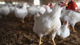 கேரளாவில் பறவை காய்ச்சல் எதிரொலி…கோவையில் 1,200 பண்ணைகளுக்கு செக்!...