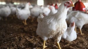 கேரளாவில் பறவை காய்ச்சல் எதிரொலி…கோவையில் 1,200 பண்ணைகளுக்கு செக்!