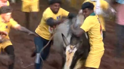 சீறிப்பாயும் காளைகள்.. அவனியாபுரத்தில் தொடங்கியது ஜல்லிக்கட்டு!