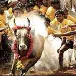 ஜல்லிக்கட்டு - Jallikattu