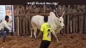 சாதி பெயர் கூடாது… தீண்டாமை உறுதிமொழி… – ஜல்லிக்கட்டு போட்டிகளுக்கான கட்டுபாடுகள் என்ன?
