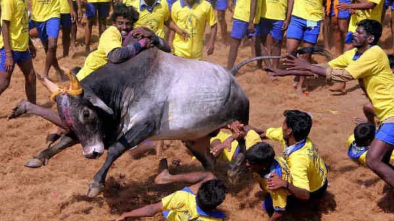 உலக புகழ்பெற்ற மதுரை ஜல்லிக்கட்டு போட்டி... 15,047 காளைகள்-5,234 மாடுபிடி வீரர்கள் முன்பதிவு