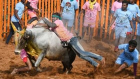 ஜல்லிக்கட்டு பிரியர்களே தயாரா…மதுரை ஜல்லிக்கட்டு போட்டிகளுக்கான தேதிகள் அறிவிப்பு!...