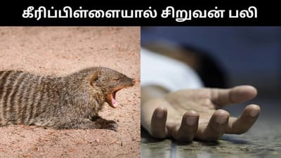 கீரிப்பிள்ளை கடித்து பலியான 7 வயது சிறுவன் - அதிர்ச்சி சம்பவம்!