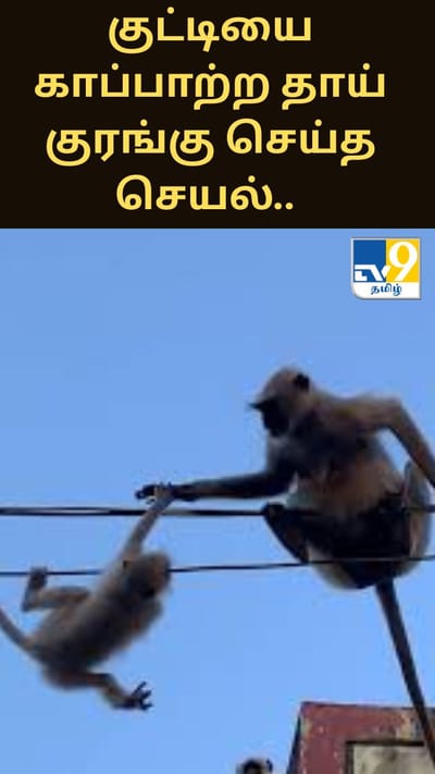 குட்டியை காப்பாற்ற தாய் குரங்கு செய்த செயல்.. இணையத்தில் வைரலாகும் வீடியோ..