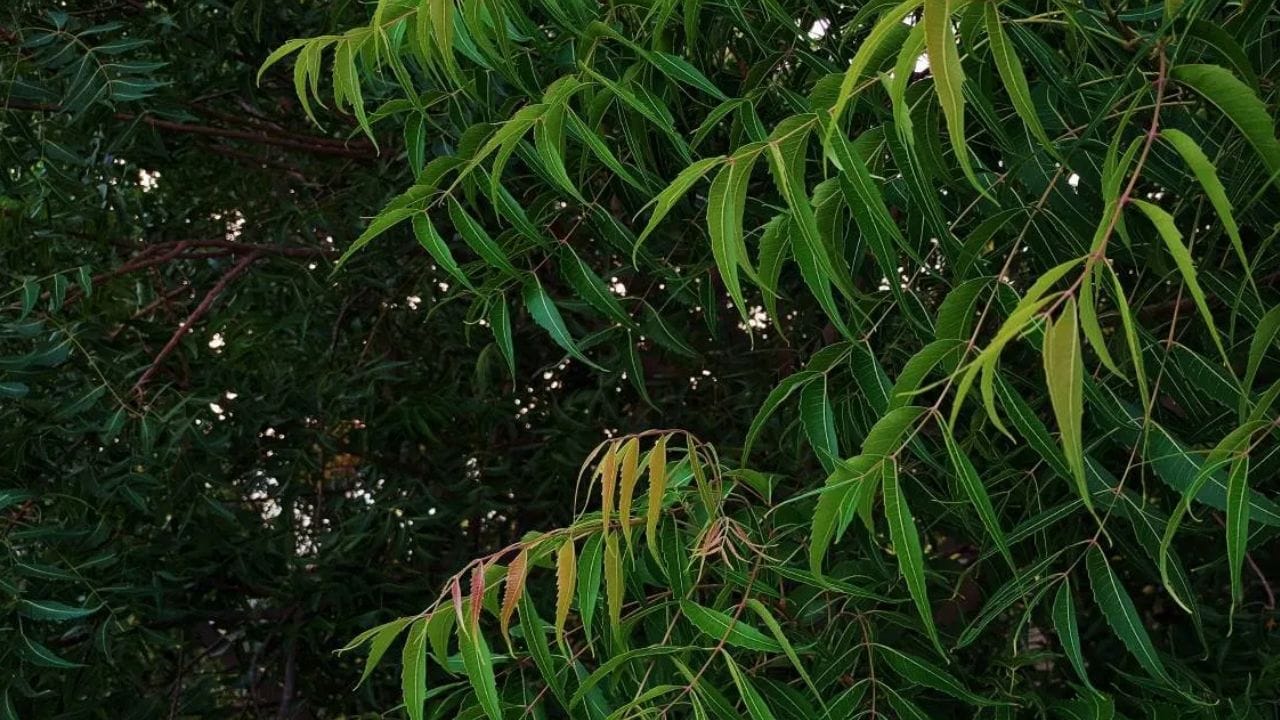 ஜோதிடக் கண்ணோட்டத்தில், வேப்ப மரம் சனி, ராகு மற்றும் கேது கிரகங்களின் எதிர்மறை விளைவுகளைக் குறைக்க உதவுகிறது. கர்ம பலன்களை முற்றிலுமாக மாற்ற முடியாவிட்டாலும், அவற்றின் பலன்களைக் குறைக்கலாம். பயணத்தின் போது இரண்டு வேப்ப இலைகளை உங்கள் பாக்கெட்டில் வைத்திருப்பது அல்லது ஒரு இலையை சாப்பிடுவது புனிதமாகக் கருதப்படுகிறது