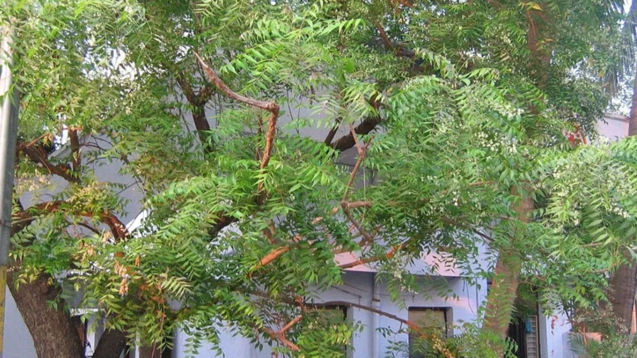 வீட்டின் அருகே வேப்ப மரத்தை வைத்திருப்பது மனநல கோளாறுகளை ஏற்படுத்தும் அல்லது தீய சக்திகள் ஆக்கிரமிக்கக்கூடும் என்ற எதிர்மறை நம்பிக்கைகள் சிலரிடையே உள்ளன. இருப்பினும், இந்த மரத்தை நேர்மறை மற்றும் அறிவியல் மற்றும் ஆன்மீகக் கண்ணோட்டத்தில் பார்க்கும்போது, ​​பல நல்ல பலன்கள் தெரியும்.
