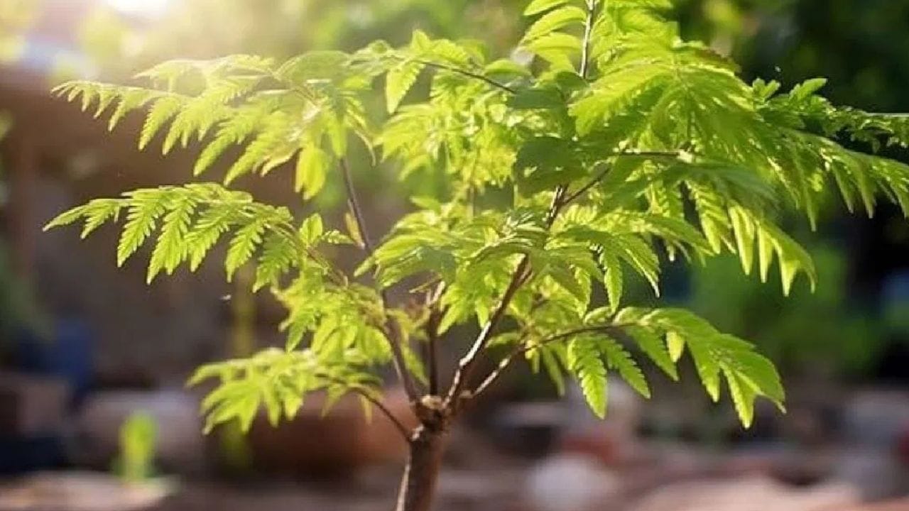 அறிவியல் ரீதியாகப் பார்த்தால், வேப்ப மரம் நமது ஆரோக்கியத்திற்கு மிகவும் நன்மை பயக்கும். இது சுத்தமான காற்றை வழங்குவதன் மூலம் சுவாச செயல்முறைக்கு உதவுகிறது. இதன் பட்டை, பழம் மற்றும் இலைகள் ஆயுர்வேதத்தில் மருத்துவ குணங்களைக் கொண்டுள்ளன மற்றும் பல நோய்களுக்கு சிகிச்சையாகப் பயன்படுத்தப்படுகின்றன. வீட்டைச் சுற்றி ஒரு வேப்ப மரம் இருப்பது பூச்சிகள் மற்றும் நோய்கள் வீட்டிற்குள் நுழைவதைத் தடுக்கிறது. இது ஒரு இயற்கை பூச்சிக்கொல்லியாக செயல்படுகிறது.