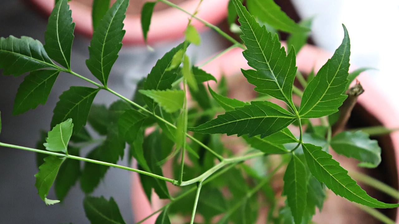 பண்டைய காலங்களிலிருந்தே இந்திய கலாச்சாரத்தில் வேப்ப மரத்திற்கு ஒரு சிறப்பு இடம் உண்டு. கடந்த காலத்தில், அனைவரும் தங்கள் வீடுகளைச் சுற்றி அல்லது கிராம  சந்திப்புகளில் வேப்ப மரங்களை நட்டு வந்தனர். ஆலமரம் மற்றும் அரளி மரத்தைப் போலவே, வேப்ப மரமும் சமூகக் கூட்டங்கள் மற்றும் நீதித்துறை முடிவுகளுக்கு சாட்சியாக நின்றது.