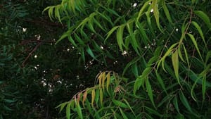 வீட்டு வாசலில் வேப்ப மரம் இருக்கா? இந்த விசயங்களை தெரிஞ்சுகோங்க!